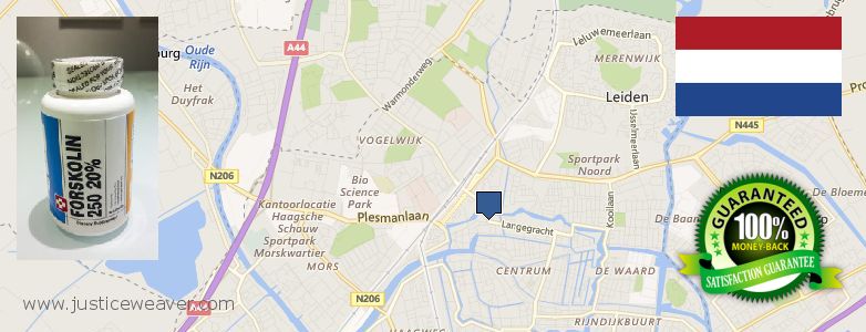 Где купить Forskolin онлайн Leiden, Netherlands